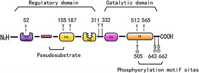 Role and Mechanism of PKC-δ for Cardiovascular Disease: Current Status and Perspective